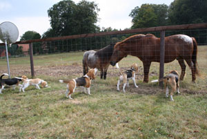 Beagles und ponys